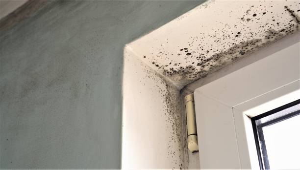 Best Water Damage & Mold Remediation  in Coventry Lake, CT