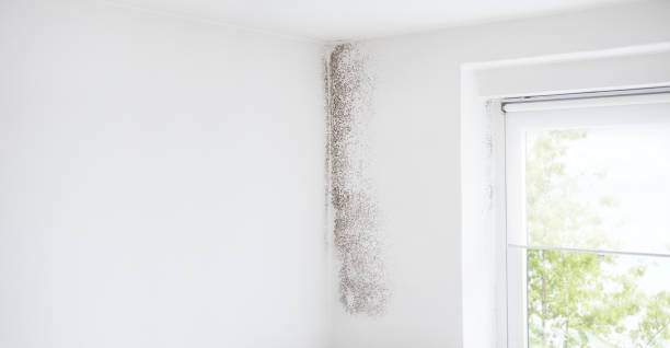 Best Residential Mold Inspection & Testing  in Coventry Lake, CT