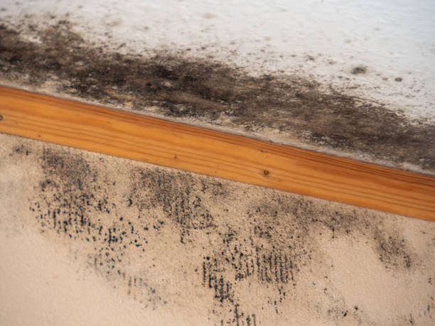 Mold Remediation for Vacation Homes in Coventry Lake, CT