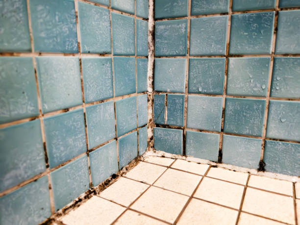 Best Mold Damage Restoration  in Coventry Lake, CT
