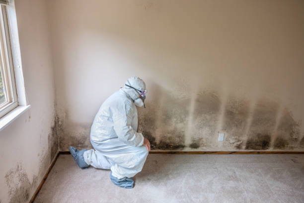 Coventry Lake, CT Mold Removal Company