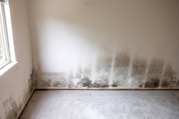  Coventry Lake, CT Mold Removal Pros