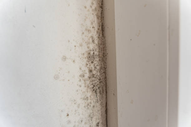 Best Post-Construction Mold Inspection  in Coventry Lake, CT
