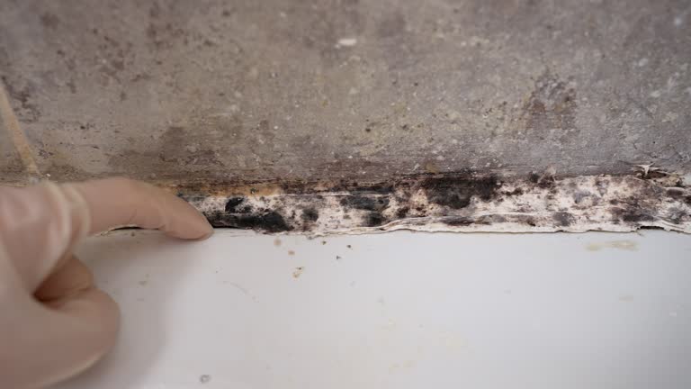 Best Real Estate Mold Inspection  in Coventry Lake, CT
